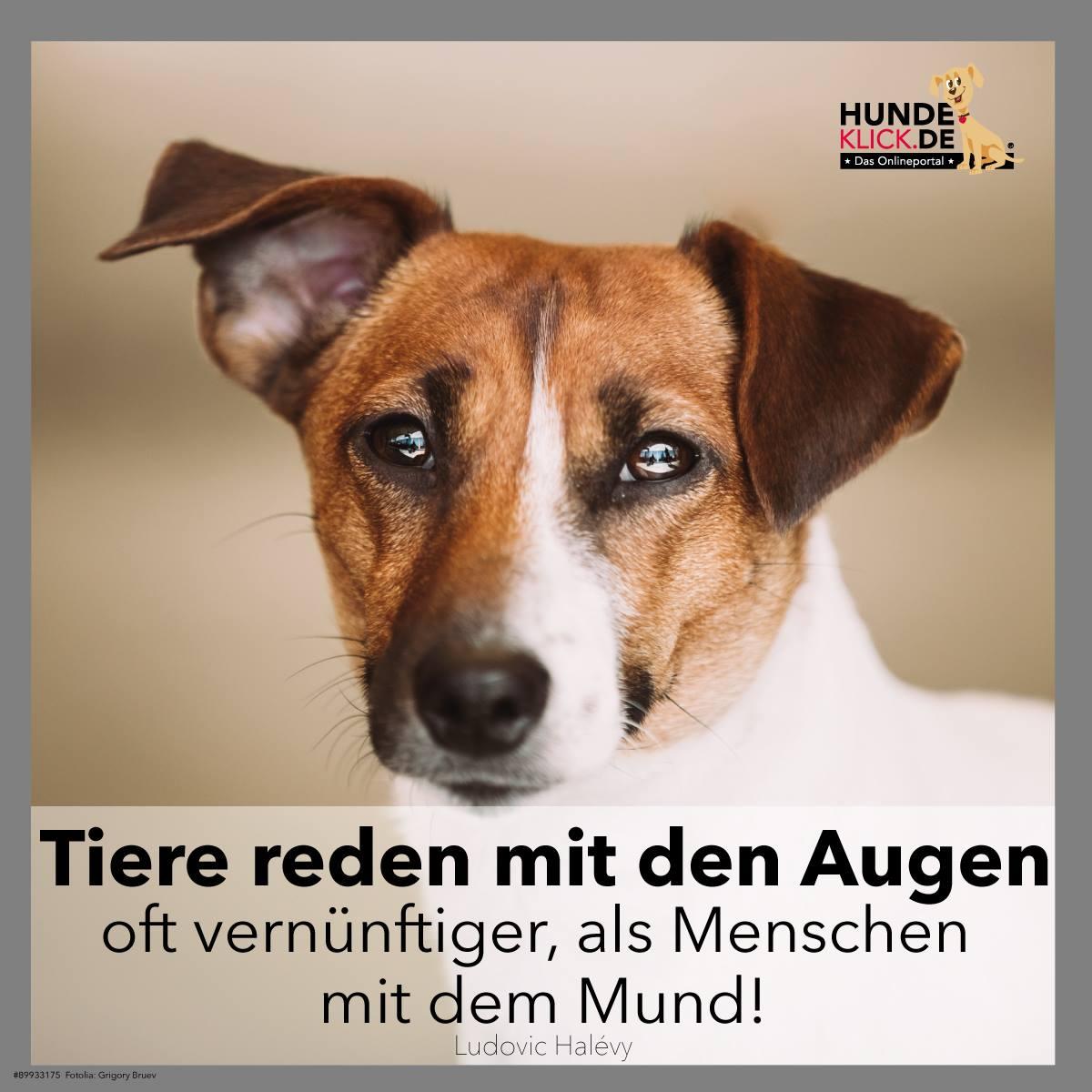 Tiere reden mit den Augen...