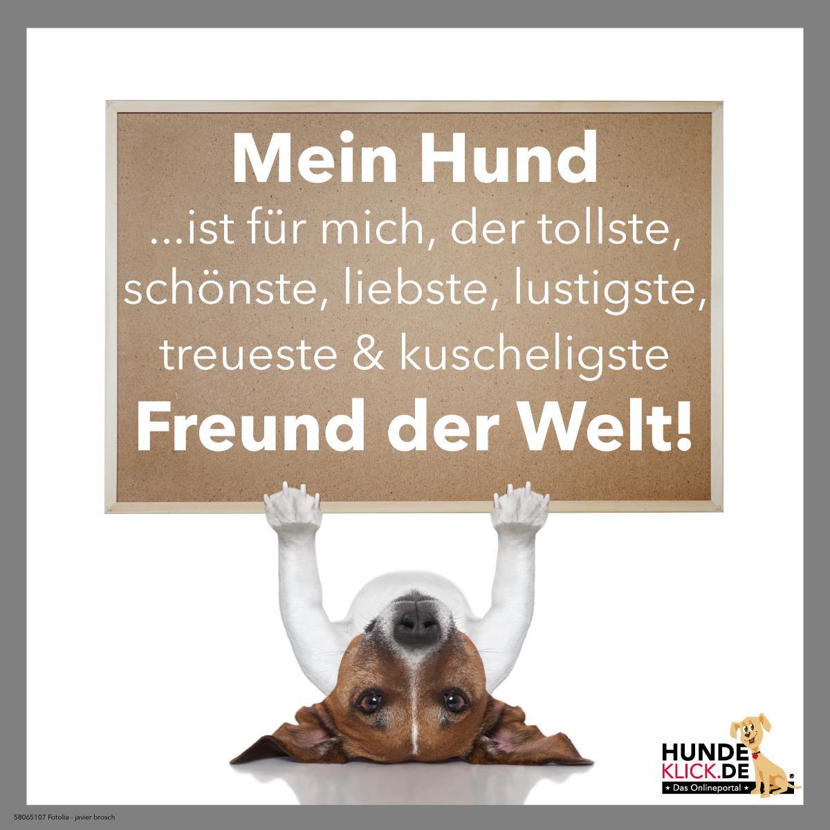 Mein Hund ist für mich...