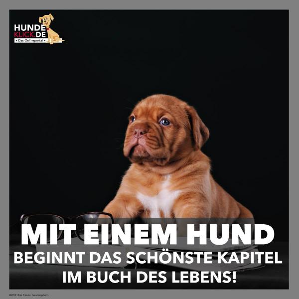 Mit einem Hund...