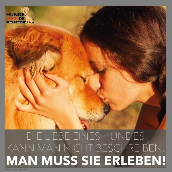 Die Liebe eines Hundes...