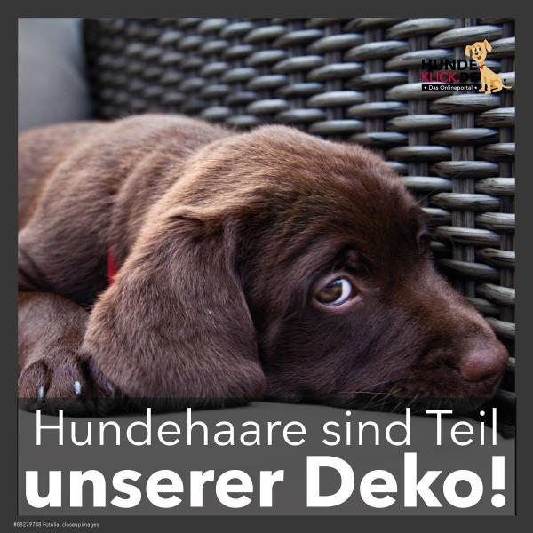 Hundehaare sind...