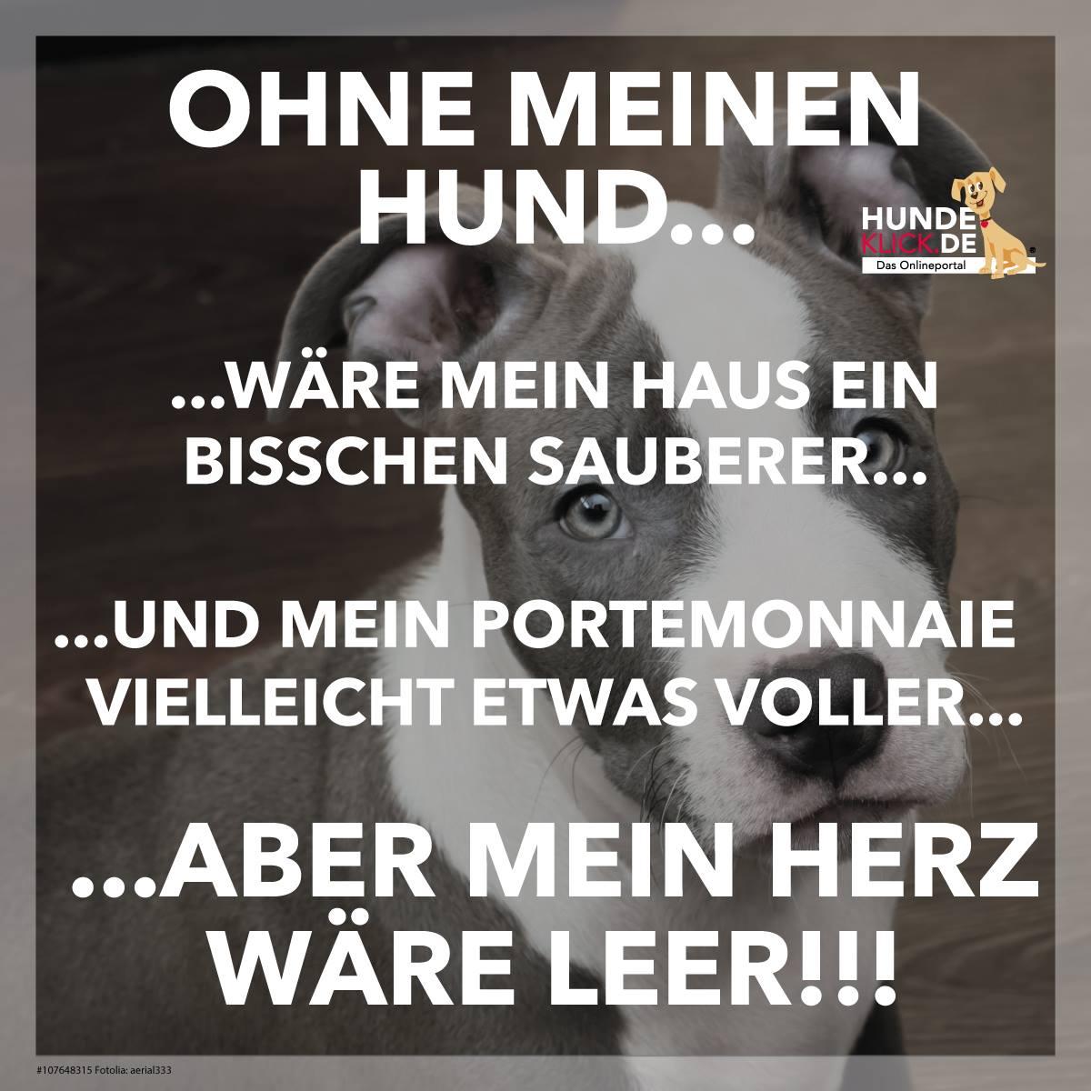 Ohne Hund...