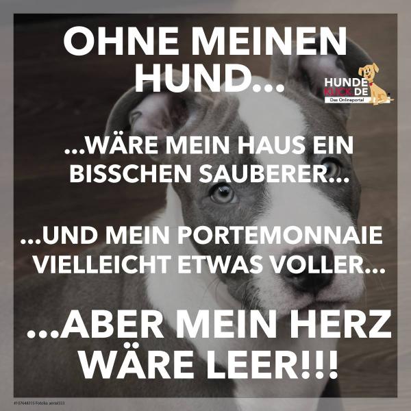 Ohne Hund...