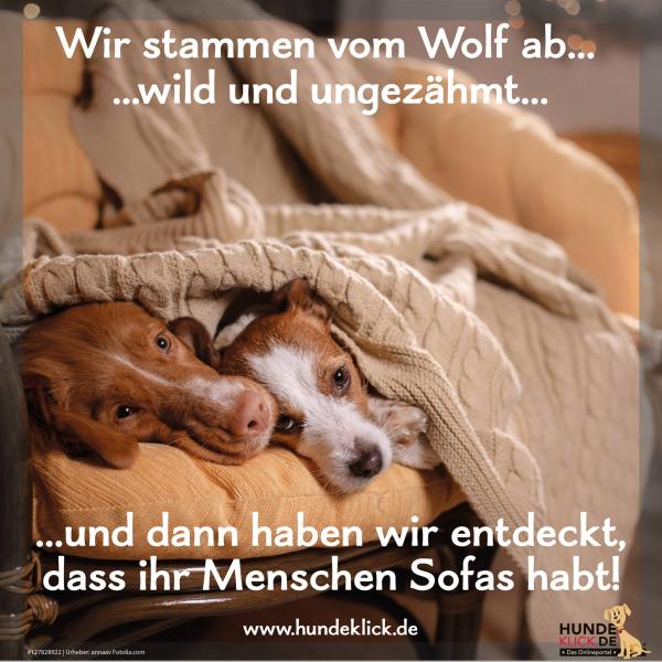...dass ihr Menschen Sofas habt!