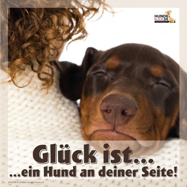 Glück ist ein Hund an deiner Seite!