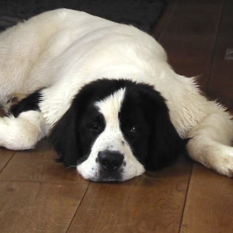 Nane - Vierbeiniger Chef Hundeklick
